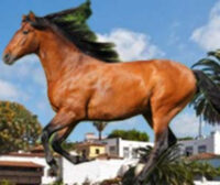 Southern Tenerife Horseback Ride