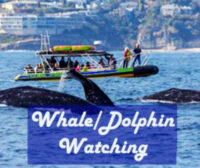 Los Cristianos Whale and Dolphin Watching Tour