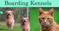 Boarding Kennels in Tenerife