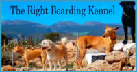 Finding the right boarding kennel